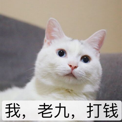 国产现货纯肉零食副食品猫狗冻干牛肉鸡胸肉鸭肉鸡肝鸡心鳕鱼鸡肉
