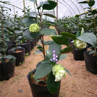 绿可娜茶花苗盆栽绿云绿色山茶皇后珍贵品种阳台绿植对版包邮