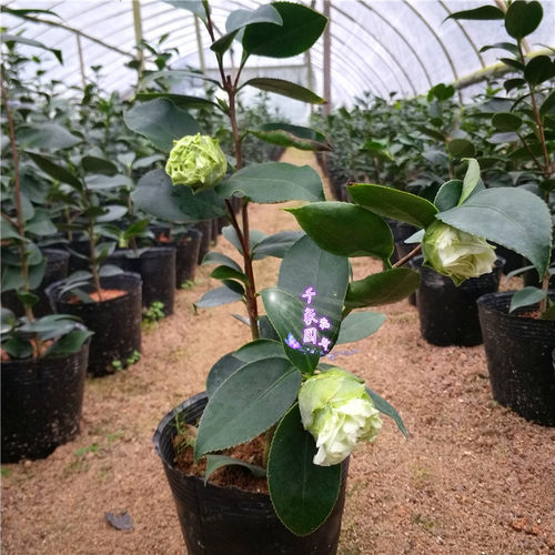 绿可娜茶花苗盆栽绿云绿色山茶皇后珍贵品种阳台绿植对版包邮