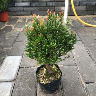 小叶赤楠盆景 小叶紫檀 小叶黄杨赤楠盆景树桩 常绿小灌木