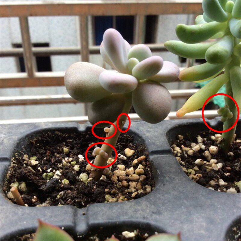 多肉分裂素爆芽素多肉细胞分裂素多肉侧芽爆芽素新雨植物营养液