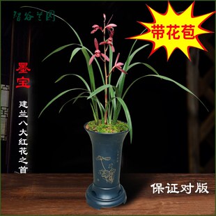 名贵老品种兰花建兰墨宝八大红花之首仙山红满堂红黄光登梅绿光登