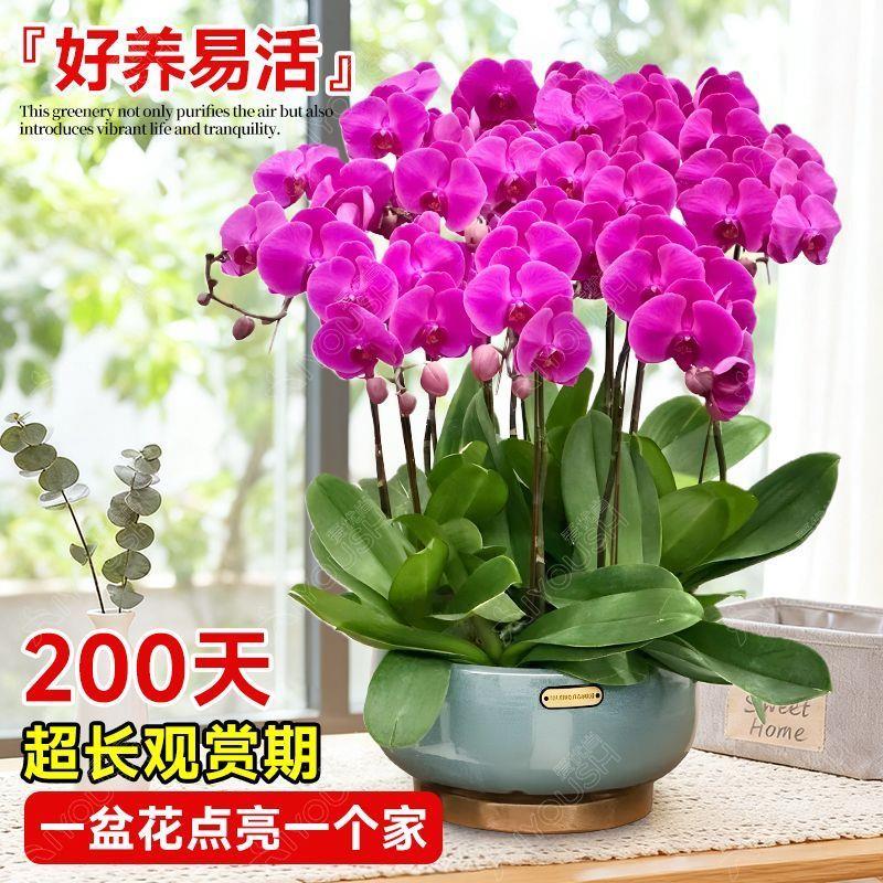 蝴蝶兰带花盆栽特大号苞