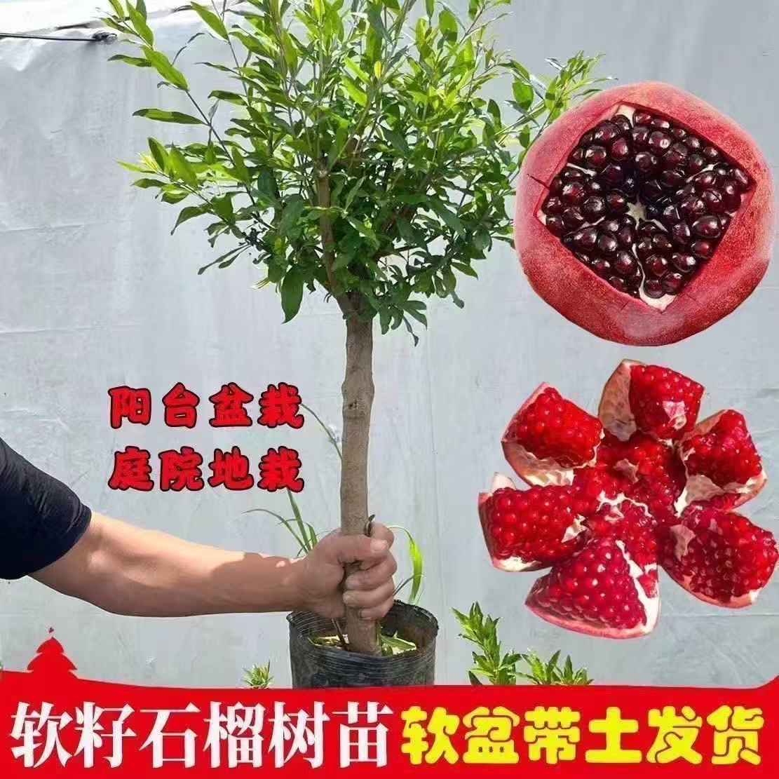 特大石榴树树苗庭院果树软籽石榴