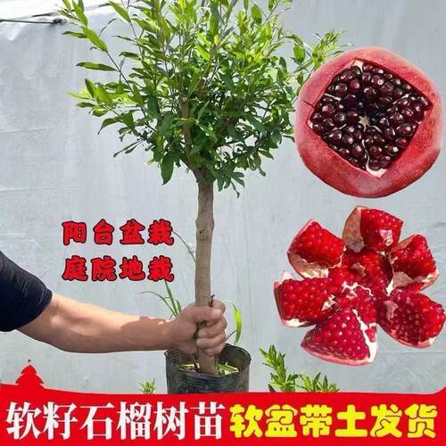 特大石榴树树苗庭院果树软籽石榴