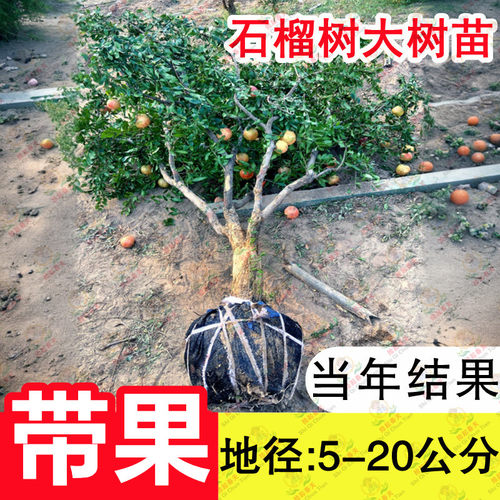特大突尼斯软籽石榴树树苗果树果苗盆栽地栽南北方种植四季庭院