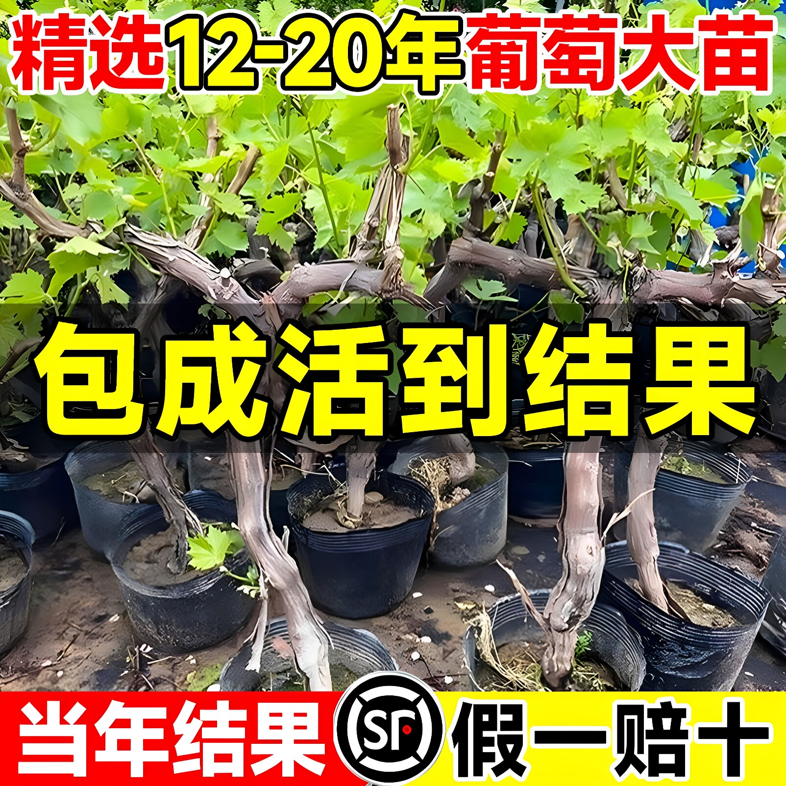 特大嫁接葡萄树苗南北方地栽盆栽