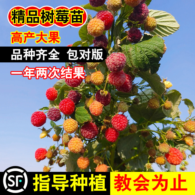 树莓苗双季覆盆子果树苗盆栽地栽南北方种植当年结果红黄树莓果苗