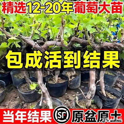 特大嫁接葡萄树苗南北方地栽盆栽