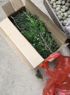 带果带果子带果用柏枝结婚用柏寿喜庆实品新鲜现摘祝树枝百子千孙