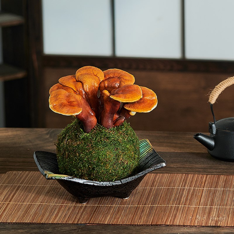 灵芝苔藓球观叶盆栽水培办公室桌面趣味招财多肉好养易活植物防辐