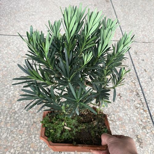 罗汉松盆景苗办公室小叶雀舌迎客松老桩盆栽庭院室内好养桌面绿植