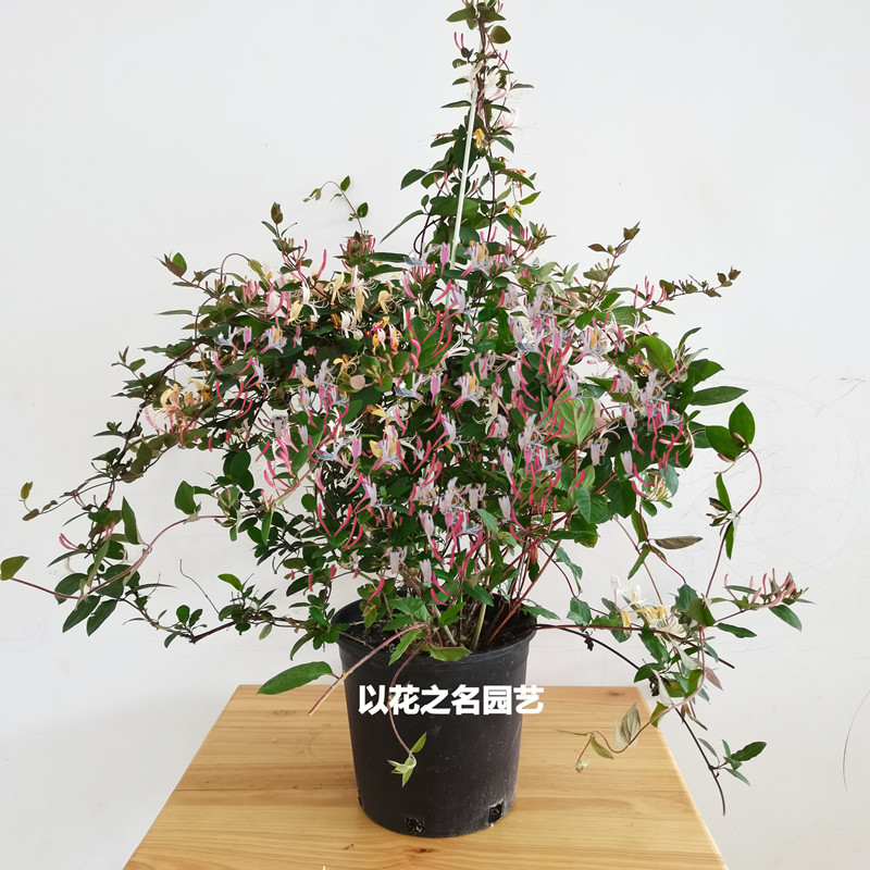 庭院藤蔓植物爬藤植物鸳鸯藤四季不掉叶红白金银花苗盆栽花卉绿植