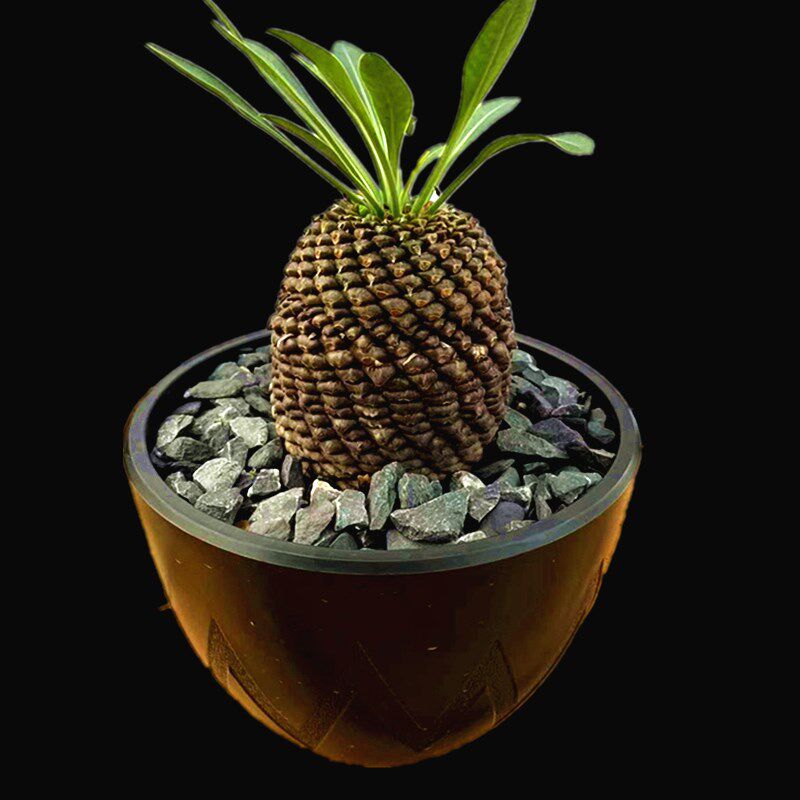 铁甲丸大戟科块根植物一物一拍盆栽绿植办公桌