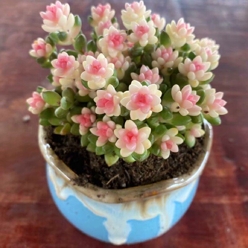 彩色物豆锦粉色阳肉植赤室内组合防辐射景观绿植多台花卉稀有品种