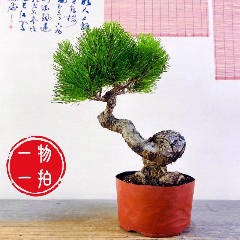 云栖园黄山松矮霸盆景老桩真松树盆栽迎客松型桌面中小型绿植摆件