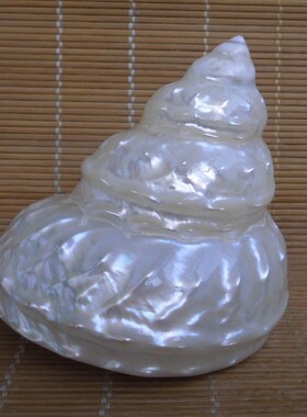 超大本光荧光珍地塔螺 标亮螺 珠中海家居收藏螺鱼缸造景橱窗装饰