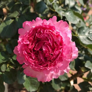 伊芙仙王座法国月季阳台庭院特大花四季浓香玫瑰花盆栽绿植勤花