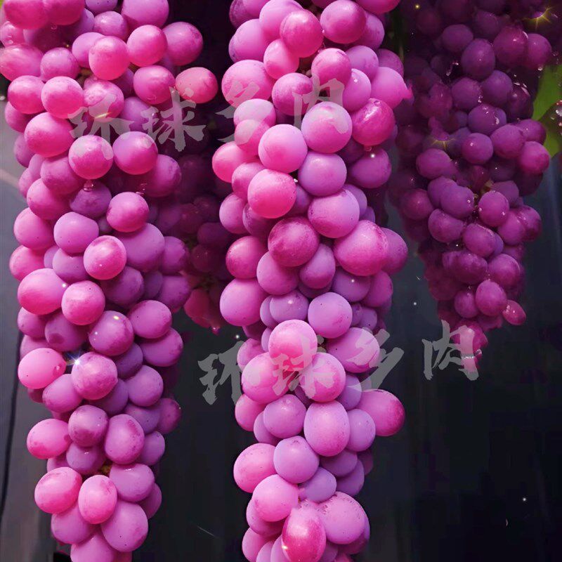 紫玄月吊兰多肉植物稀有品种超大颗室内窗台防辐射美观绿植花盆栽