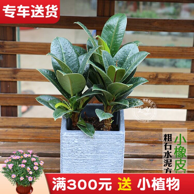 小橡皮树盆栽植物 又名黑金刚植物 防辐射室内花卉 上海绿植租摆