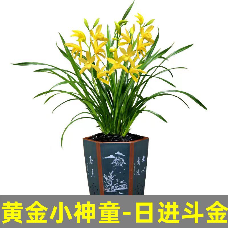 建兰四季兰招财黄金小神童兰花苗盆栽好养室内桌面易活浓香型兰花