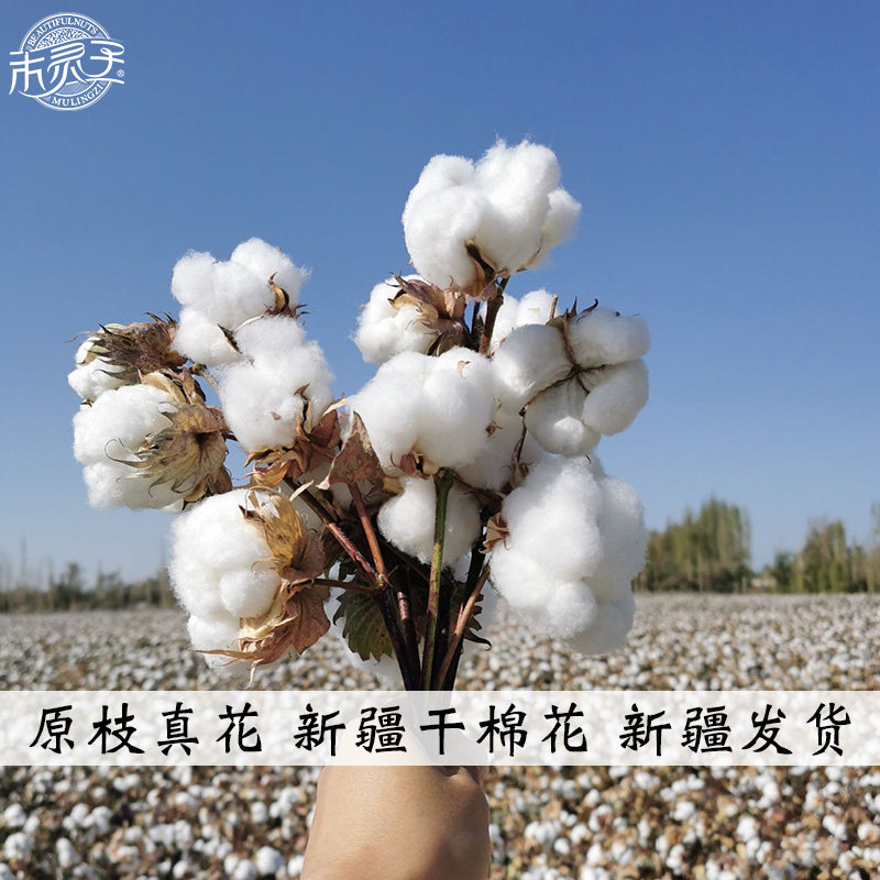 木灵子干棉花花束新疆礼物棉花枝干花装饰插花真花原枝剪直发包邮