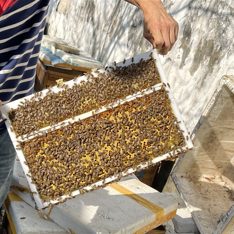 子蜜分离蜜蜂塑料巢框中蜂蜂箱饲喂巢础框架蜜蜂繁蜂养蜂工具