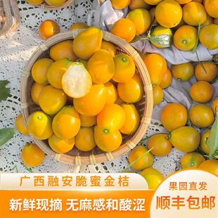 广西融安脆皮金桔鲜水果特大果王金橘应当季新鲜水果金柑顺丰包邮