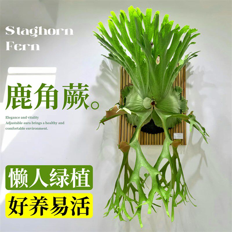 鹿角蕨挂板何其美二歧蕨类植物挂墙绿植室内客厅垂吊壁挂好养盆栽
