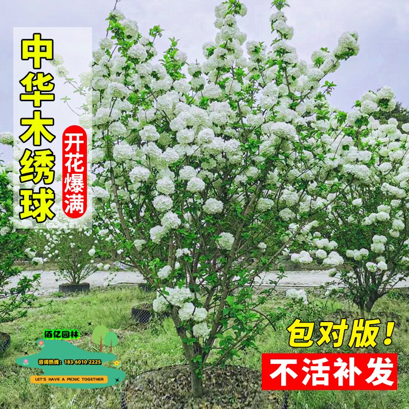 中华木绣球树苗木秀斗球白麻球苗庭院别墅耐寒盆栽风景树绣球花苗