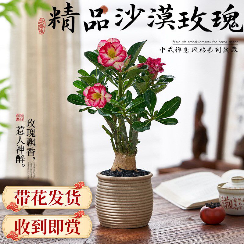沙漠玫瑰盆栽重瓣带花苞佛肚海棠多肉植物室内桌面绿植四季开花卉