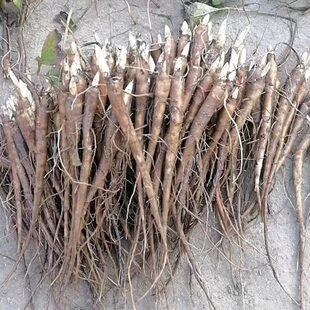 菏泽占地芍药单瓣芍药花苗带芽发货一年二年生精品