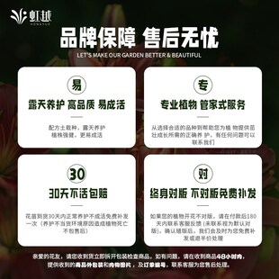 虹罗盆藤月季佛越伦蒂娜蓝色阴雨安吉拉爬墙长藤大苗爬栽四季开花