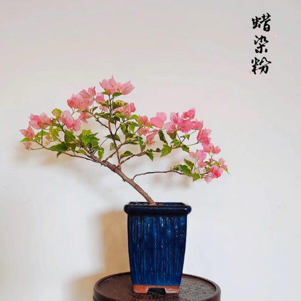 【蜡染粉】三角梅 浅粉色花系 叶面有金边 花朵小花量大 勤花品种