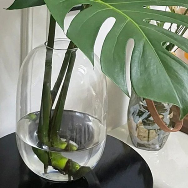 龟背竹花瓶玻璃透明水培水养专用大号器皿大瓶子圆肚大肚玻璃瓶图片