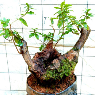 下单四季杜鹃花映山红老熟桩室内提根盆景树苗木造型栽植一物一拍