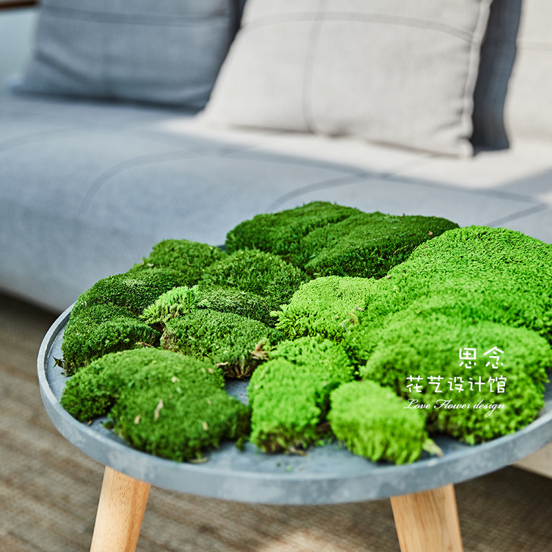 进口永生苔藓保鲜苔藓真苔藓INS搭配造景DIY苔藓绿苔景点装饰植