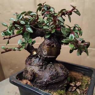 绿红花子荀子盆景盆栽花卉室四内栒子-1开花结果季长青耐热开栒花