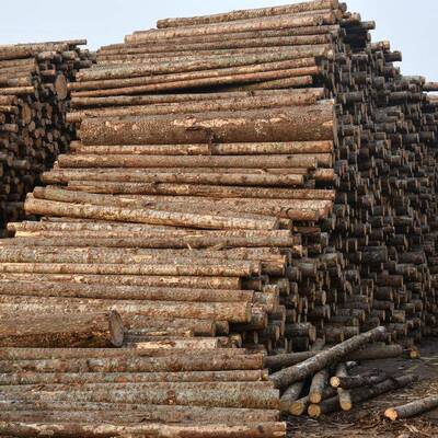 厂家供河应松木767打原木工地道治理桩木防汛防洪护坡工程支撑木