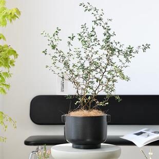 北欧陶瓷花盆黑色发泡釉孔水培无盆XHJD042栽绿套工盆大口植径陶