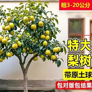 大梨树果苗带土秋月梨翠冠梨子苗盆地栽当年结果南方北方种植果树