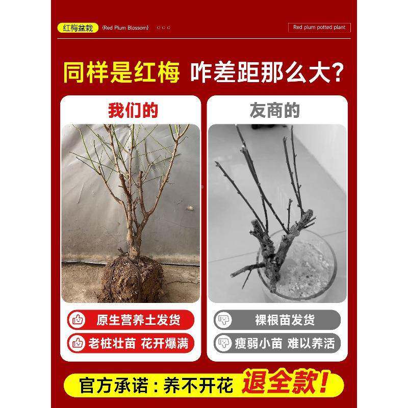 梅花四盆栽香树苗老梅桩盆景阳台庭院原生sxy红梅红梅季耐寒腊浓