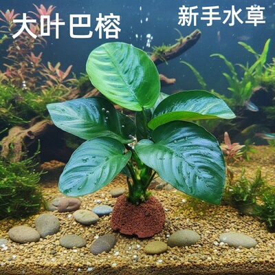 大叶巴榕水草植物鱼缸造景