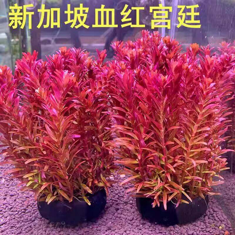 新加坡血红宫廷鱼缸草缸造景植物红色好养易发色水下叶阴性水草