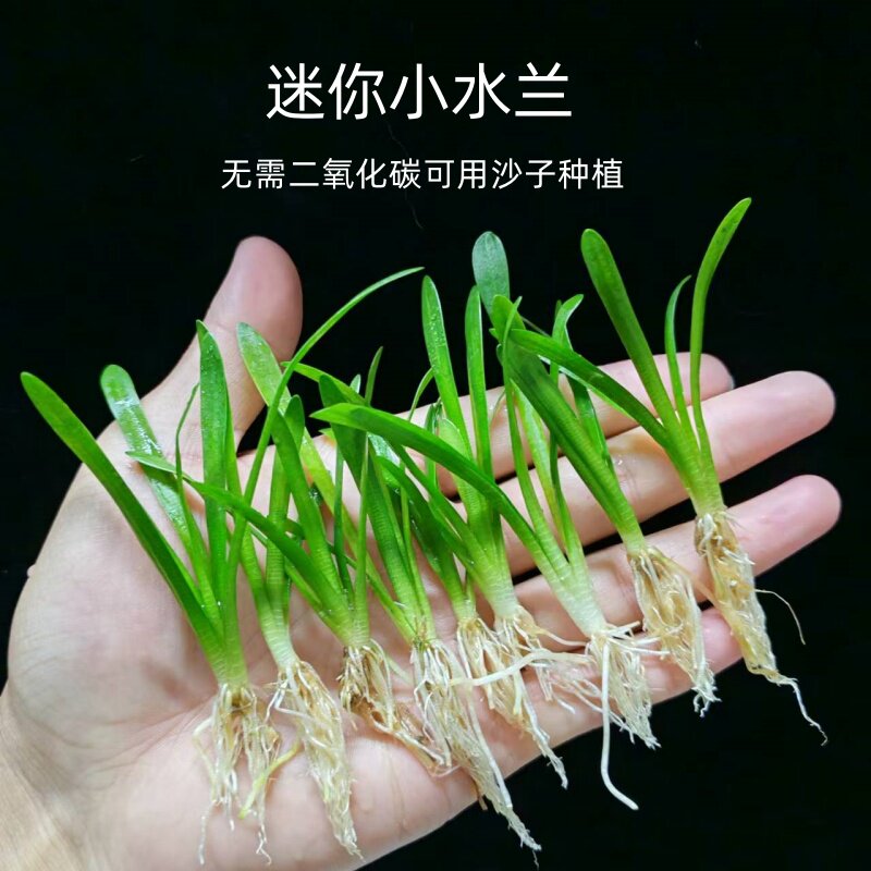 迷你小水兰鱼缸前景阴性新手水草原生溪流缸造景好养活苦草植物