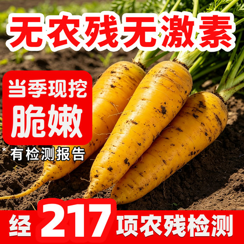 【无农残无激素】新鲜黄色萝卜新疆口味手抓饭生吃水果胡萝卜带泥