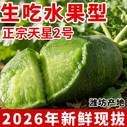 潍坊水果萝卜新鲜生吃脆甜天星2号山东潍县特产脆梨冰激凌青萝卜