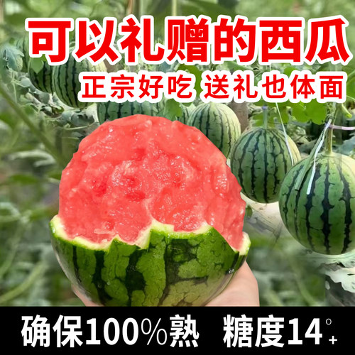 【京东包邮】山东潍坊手撕小糖丸小西瓜新鲜冰糖子2k巴掌蜂蜜西瓜