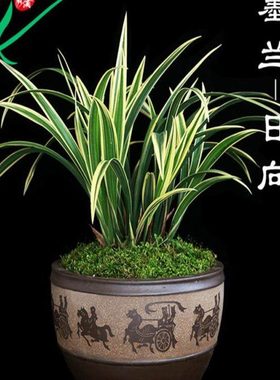 墨兰花金边日向浓香卉景栽盆土绿植带叶艺草植物名贵苗花苞兰室内