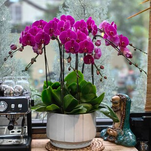 大辣椒蝴蝶兰盆栽特大号超大花兰花苗带花苞客Q厅室内绿植四季好